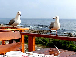 SeaKaya self catering house in Gans Baai  can accommodate up to 8 people