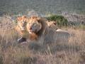 Addo National Park - Western Cape