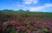 Game Reserves Nature Reserves and Game lodges in the Cape South Africa - Table Mountain