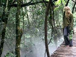 Birds of Eden's unique two hectare dome (the World’s largest) spans over a gorge of indigenous forest.