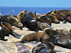 The seal island colony at Duiker Island 