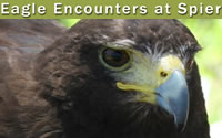 Eagle Encounters at Spier, Stellenbosch