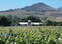 Wine Farms in Greater Simonsberg, South African Wine Making areas 