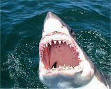 Gansbaai Shark Diving - Shark Diving - Great White sharks - Diving Great Whites - Shark cage diving